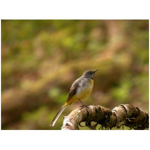 2007 1st Steve Cload - Grey wagtail